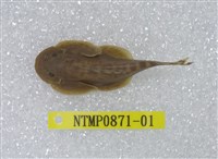 藏品(埔里中華爬岩鰍)的圖片